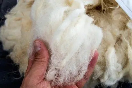 羊毛进口报关,羊毛进口清关代理,羊毛进口通关公司,澳大利亚羊毛进口清关代理