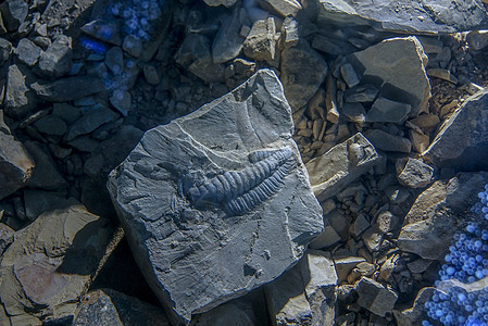  北京机场古生物化石清关代理需要那些手续